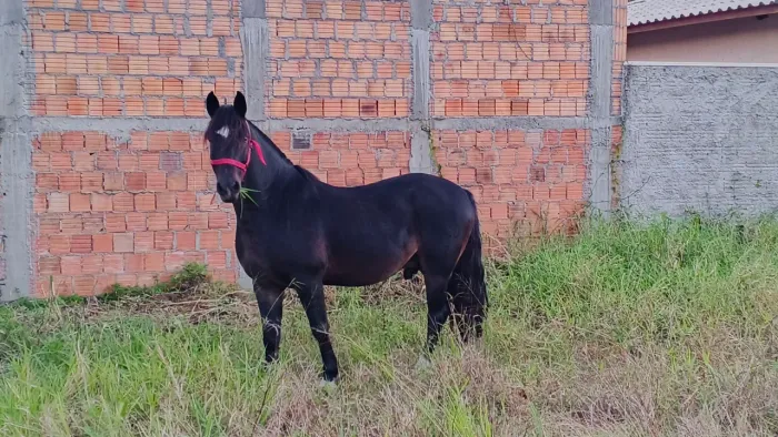 Cavalo Criolo chileno