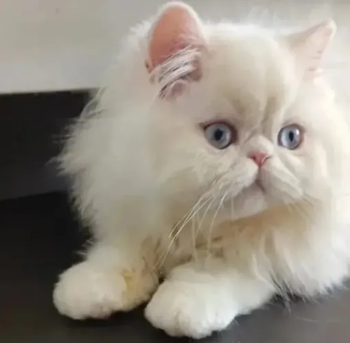 Vendo gato persa puro c/3 meses 