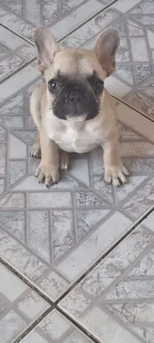 BULLDOG FRANCÊS 