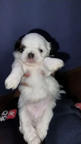 Cachorro shittuz puro