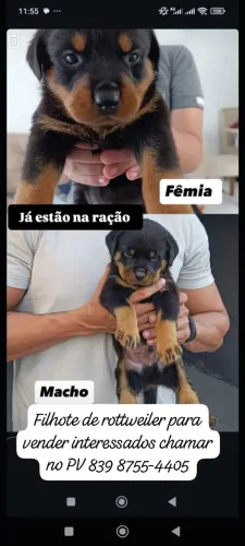 Filhote de rottweiler