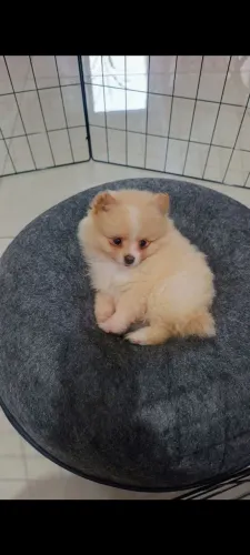 FILHOTES DE LULU DA POMERÂNIA - MUITO FOFOS