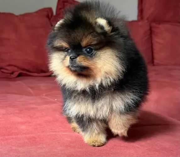 Lulu da Pomerania