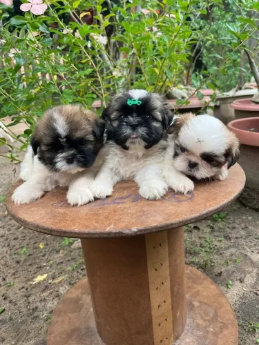 Shih Tzu O presente que vai surpreender neste Dia dos Namorados