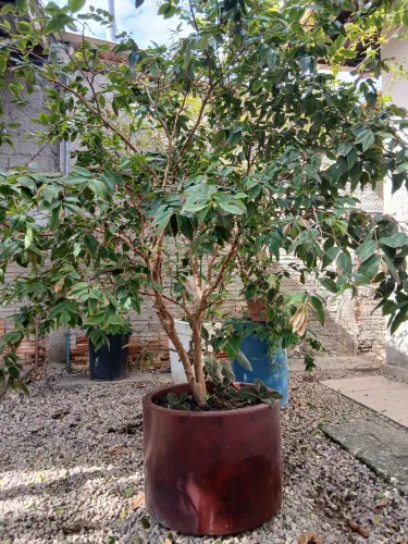 Árvore de Jabuticaba Frutífera Adulta