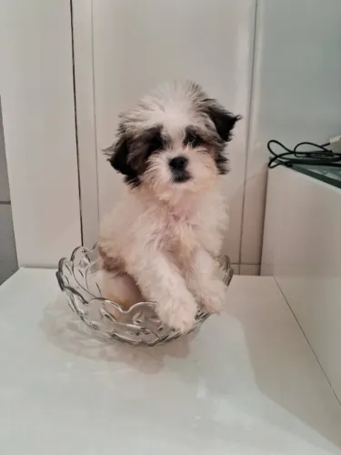 Cachorro 