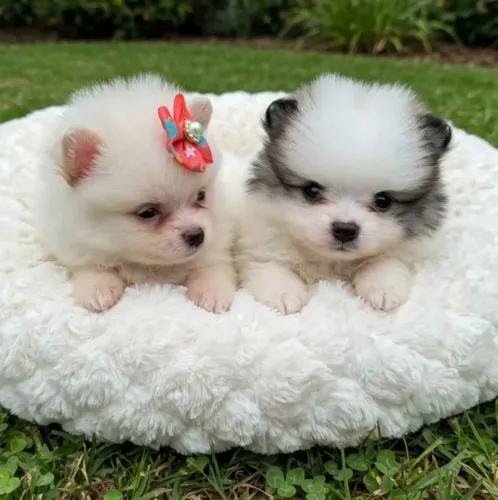 Spitz Lulu da Pomerania