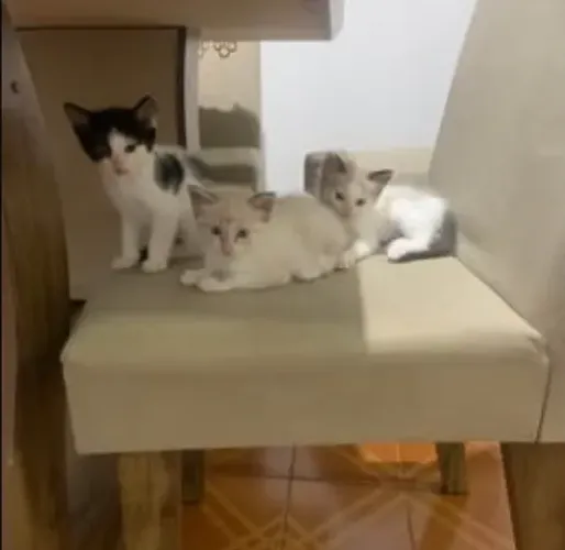 gatos filhote