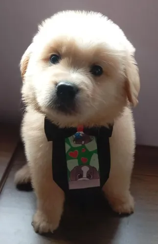 Último filhote de Golden Retriever