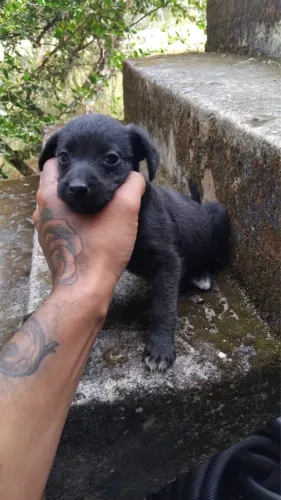 Doação de cachorrinho