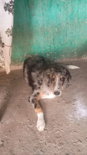 Vendese Cachorro da raça Border Collie Com 4 meses.