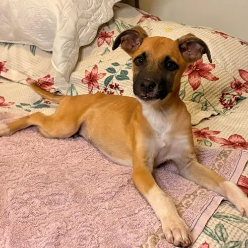 Cachorro filhote para adoção 