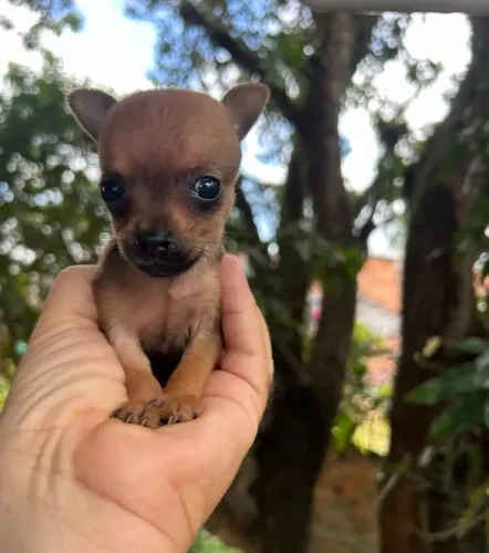 Pinscher Miniatura macho marrom