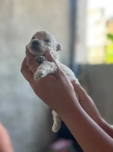 Reservas De Filhotes Poodle 