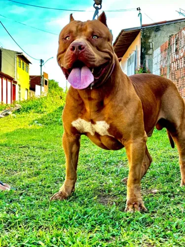 Pit bul monster 