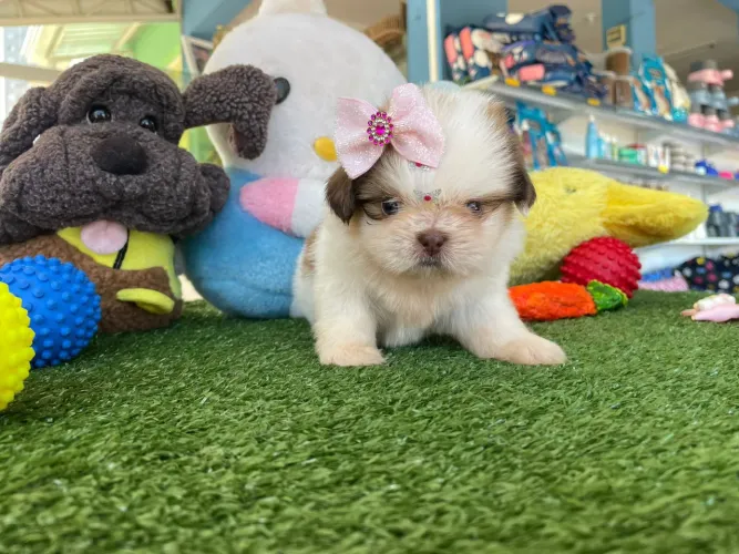 Shihtzu fêmea branco e chocolate 