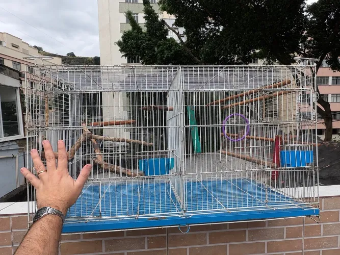 Gaiola criadeira/voadeira