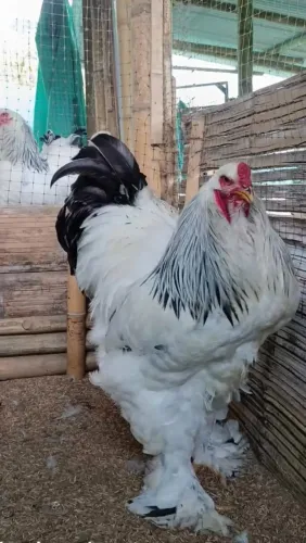 Galinha brahma 