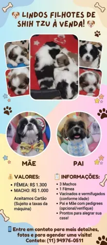 Cachorro disponível