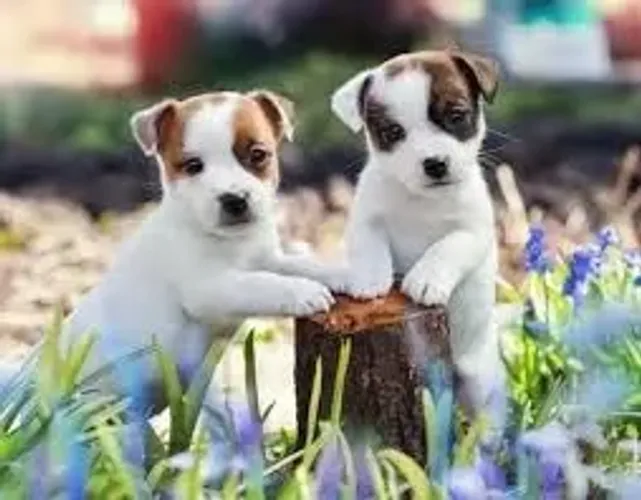 Jack Russell Caos fofo oficialmente instalado.