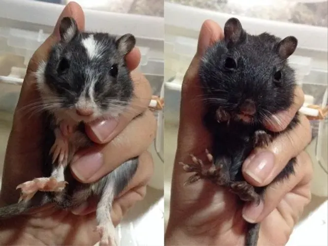 Gerbil disponíveis 