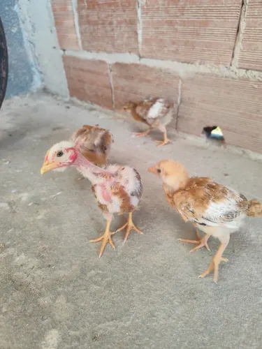 Pintinhos caipiras melhorados