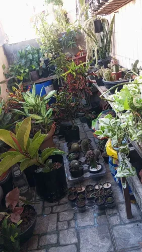 Plantas