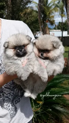 Filhotes machos de Spitz Alemão com garantia