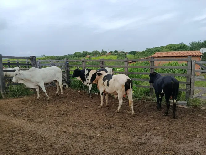 7 bezerros alguns já garrotes 