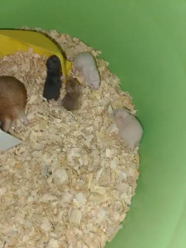 Hamister