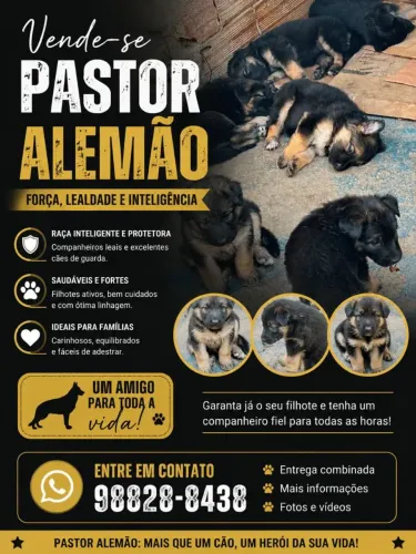 Pastor Alemão