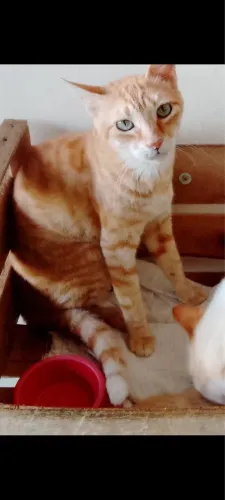Gata laranja fêmea
