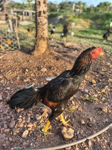 Galo Índio