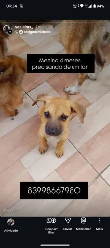 Cachorro raça boca preta