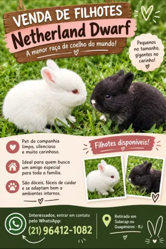 Mini coelho Netherland Dwarf