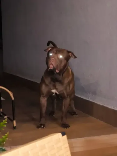 Cobertura de Pit Monster