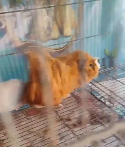 Porquinho da índia