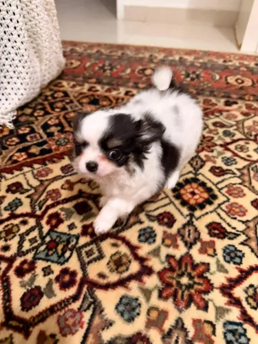 Chihuahua pelo longo