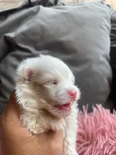 Spitz alemão