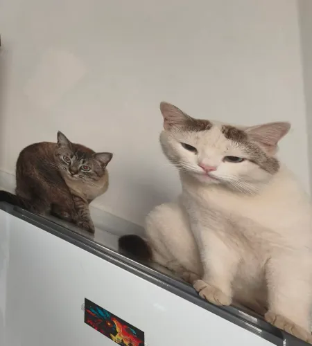 Gatos Microchipados. Doa-se.