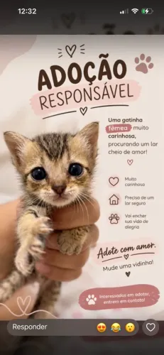 Gatinha para doação 