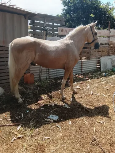 Potro mangalarga puro lindo