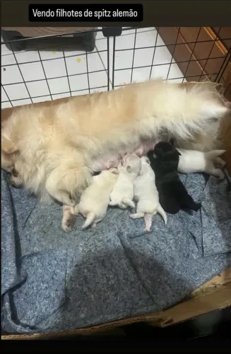 Vendo filhotes de spitz alemão 
