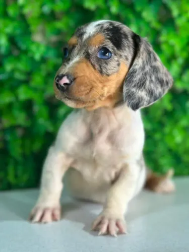 dachshund4