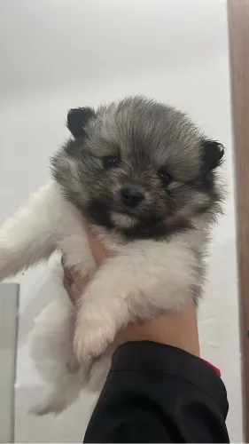 Fêmea de Lulu da pomerania Spitz alemão