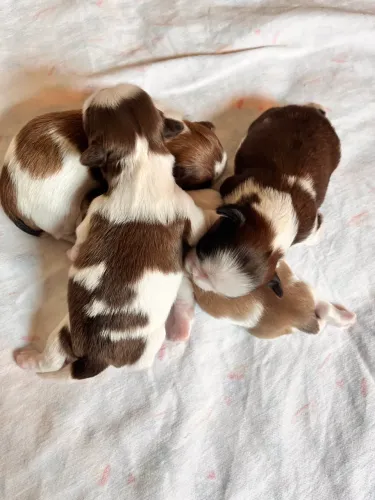 Shih tzu fêmea e macho 