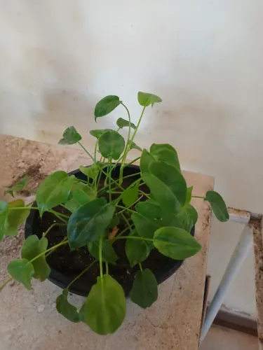 Planta Philodendron