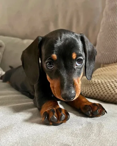 Filhote Mini Basset dachshund fêmea com 4 meses (MINI)