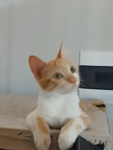 Gatinho Adote um Amigo