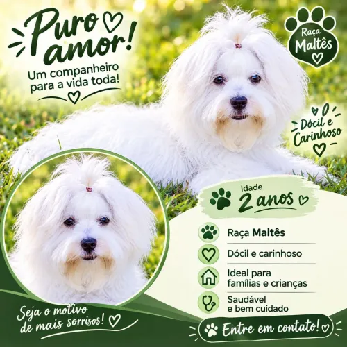 Lindo maltês macho adulto